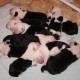 3-days-old-puppies -PebblesTexas
