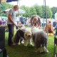 Int.-Show-Echt,-the-Bechstedt-familie-joind-us-with-the-doggies