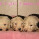 Litters: Pups Enco and Bandita are 3 weeks old - The girls