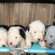 Litters: Pups Enco and Bandita are 4 weeks old - The boys
