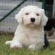 Litters: Pups Enco and Bandita are 8 weeks old - Knallerbse