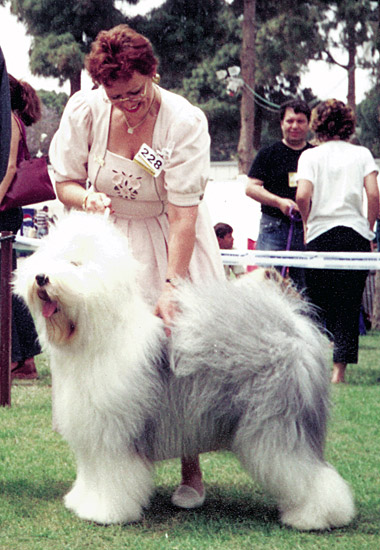 FCI European Dog Show, Israel 2001