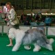 Himmlisch went 5th Best in Show at the show in Rotterdam
