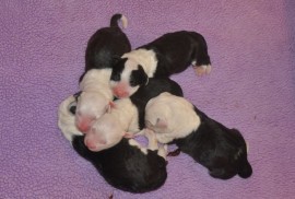 Texas-kids-at-the-Snowboot-Kennel-in-Germany,-born-04-08-2011-3,2
