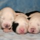 Litters: Pups Enco and Holly are 1 week old – The boys