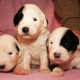 Litters: Pups Peewee and Gwen are 2 weeks old – The girls