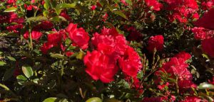 29-Vondelpark-rosarium-rozenperk-rosa-Royal-Fairy