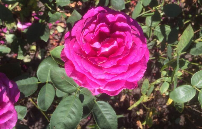 61 Vondelpark Rosarium Rozenperk 61 Rosa Big Purple
