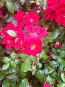 18-Vondelpark-Rosarium-rozenperk18-Rosa 'Cricket'