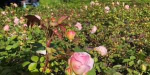 Vondelpark Rosarium Rozenperk 10 Rosa Gruss Aus Aachen