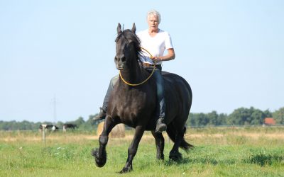 L’équitation sans mors